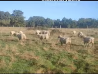 Qoyun, Vendee sheep — foto 3