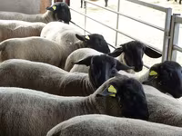 Sheep, White Suffolk sheep — photo 1