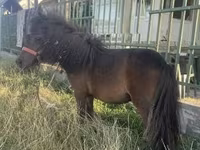 Mare, Shetland Pony — photo 1