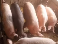 Sow, Pigs — photo 8