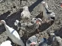 Turkeys — 1-сурет