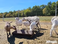 Cabras (lote, sexo no especificado), Cabras — foto 2
