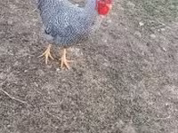 Chickens — foto 2