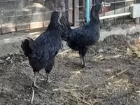 Chickens — 2. fotó