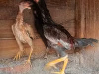 Chickens — الصورة 2