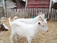 बकरा, बकरियाँ — फ़ोटो 4