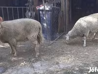 Sheep, Sheep — photo 4