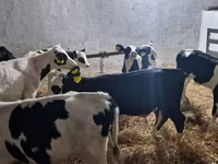 Býk, Russian Black pied cattle — foto 3