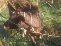 Madyan, Kyrgyz Horse — foto 2