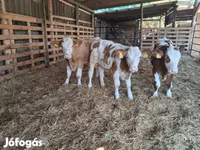 Bika, Simmental cattle — 2. fotó