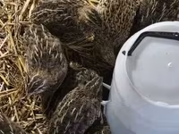 Quails — 2-сурет