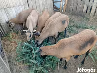 Juh, Cameroon sheep — 3. fotó
