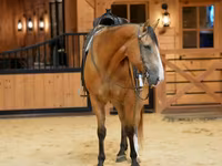 Hing, Quarter Horse — 3. fotó