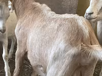 Cabras (lote, sexo no especificado), Alpine goat — foto 3