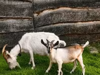 公山羊, Goats — 照片 3