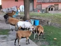 母羊, Cameroon sheep — 照片 3