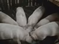 नर सूअर, सूअर — फ़ोटो 2