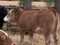 بقرة, Simmental cattle — الصورة 4