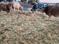 Tehén, Simmental cattle — 2. fotó