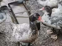 Ducks — foto 2