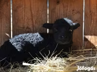 Kos, Racka sheep — 4. fotó
