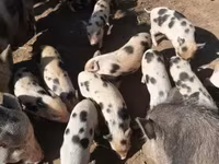 Eber, Schweine — Foto 2