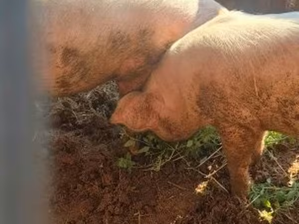 猪（批次，未指定性别）, Pigs