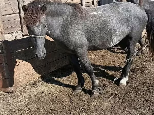 Hengst, Kazakh horse