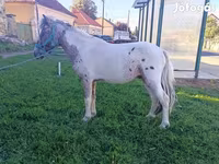 Horse (M), Horses — photo 2