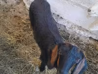 Goat, Nubian Goat — photo 1