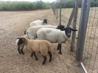 母羊, White Suffolk sheep — 照片 1