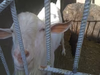 Ziegenbock, Ziegen — Foto 1
