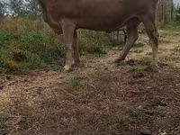 Vaca, Swiss cattle — foto 3