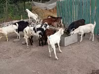 Bak, Pomellata goat — 4. fotó