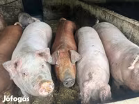 Säue, Schweine — Foto 2