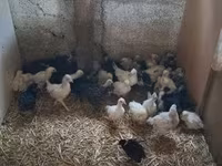 Chickens — الصورة 3