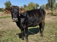 İnək, Alatau irqi — foto 1