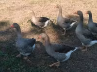 Graue und graugescheckte dänische Gans — Foto 2