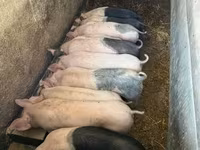 Pigs (batch, sex not specified), Pigs — photo 3
