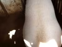 母猪, Pigs — 照片 1