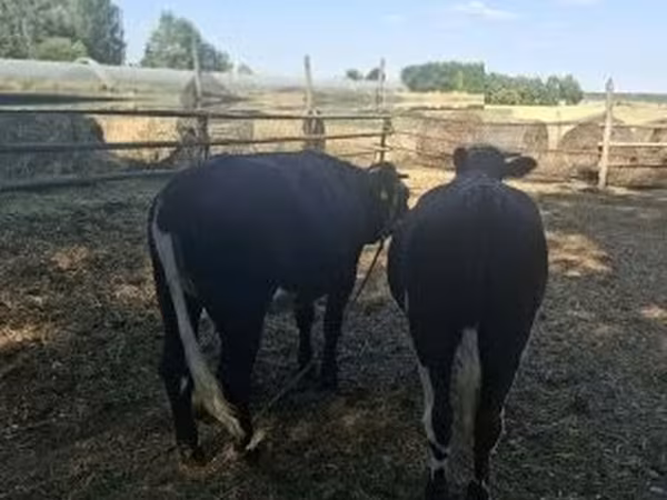Cow, Cattle — Hungary