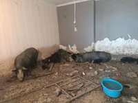 母猪, Pigs — 照片 6