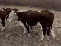 Taureau, Vache kazakhe à tête blanche — photo 6