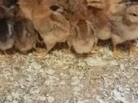 Chickens — zdjęcie 1