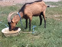 公山羊, Goats — 照片 3