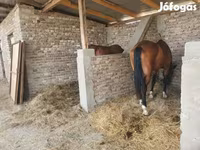 حصان, Westphalian — الصورة 3