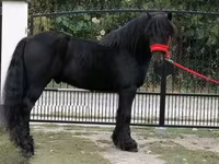 At, Fell pony — foto 4