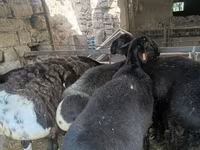 Carnero, Rhon sheep — foto 2