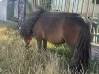 Mare, Shetland Pony — photo 2