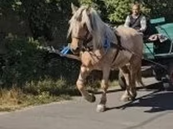 Jument, Chevaux
